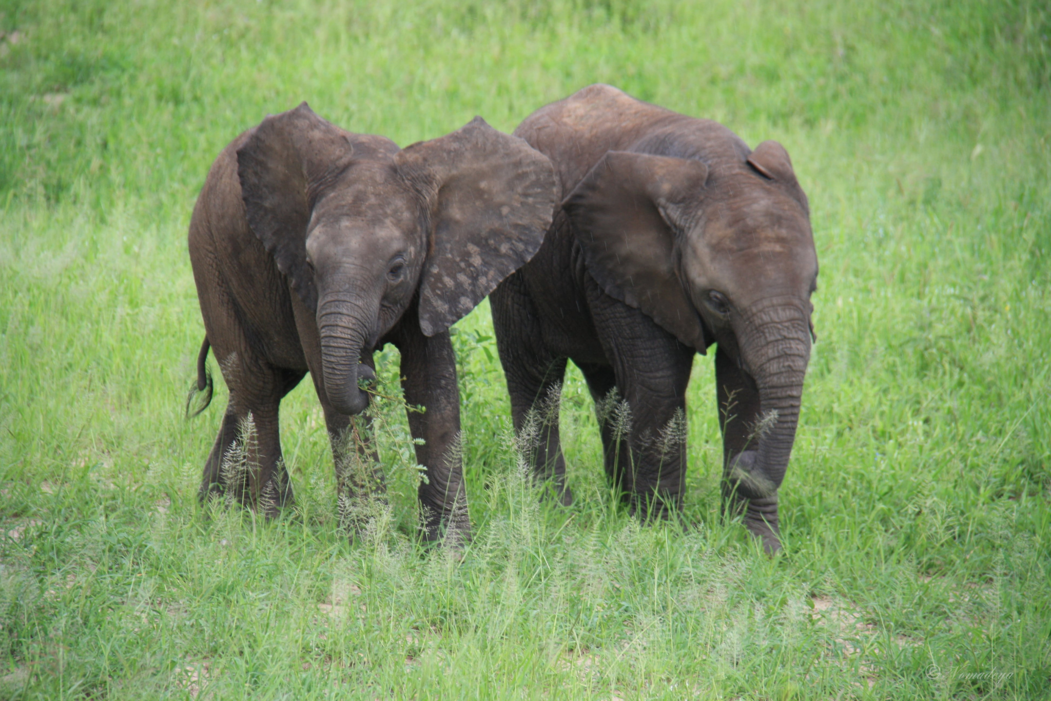 Tanzanie-filigrane Tanzanie