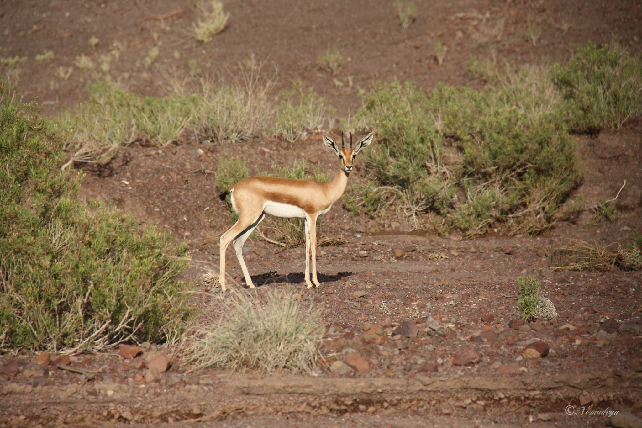 gazelle Djibouti