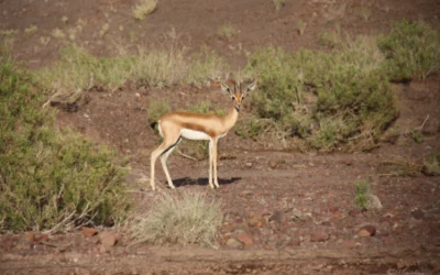 Destination Djibouti : une expérience de voyage unique