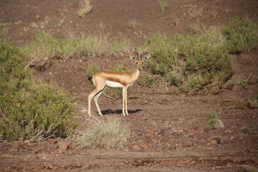 Destination Djibouti