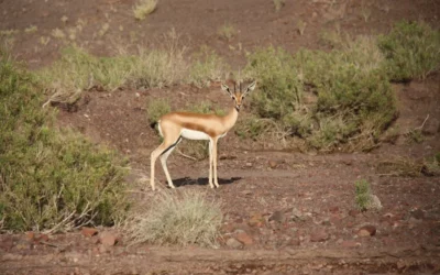 Voyage Djibouti : une expérience de voyage unique