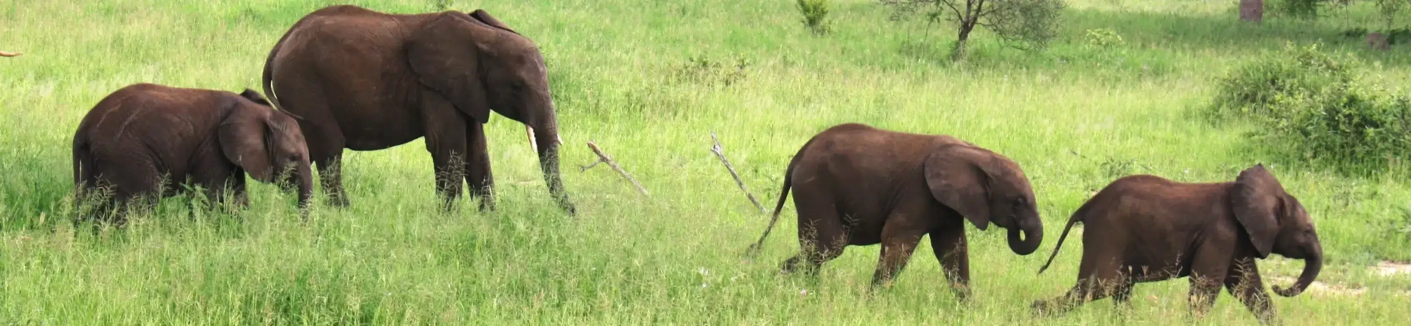 Voyage sur mesure Tanzanie