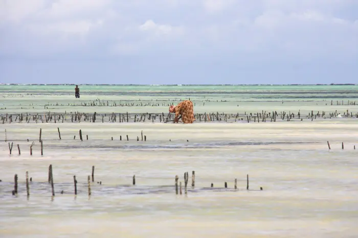 Voyage-zanzibar-authentique Photo femme récolant algues à Zanzibar
