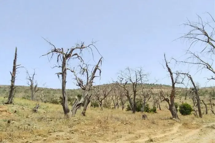 foret Day-Djibouti-voyage-sur-mesure Forêt du Day Djibouti, Voyage sur mesure