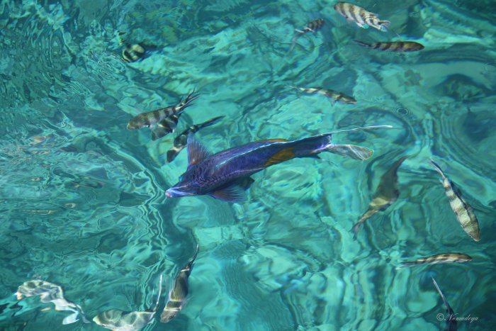 snorkeling-mer-rouge-egypte-sur-mesure Snorkeling en mer rouge, Egypte